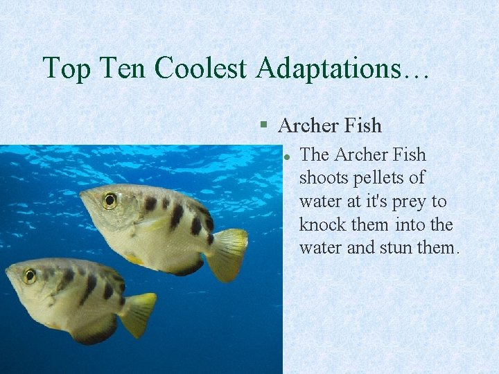 Top Ten Coolest Adaptations… § Archer Fish l The Archer Fish shoots pellets of