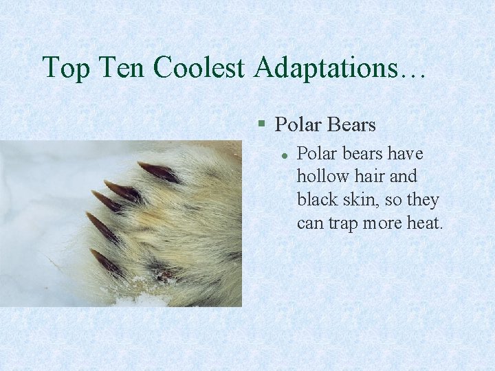 Top Ten Coolest Adaptations… § Polar Bears l Polar bears have hollow hair and