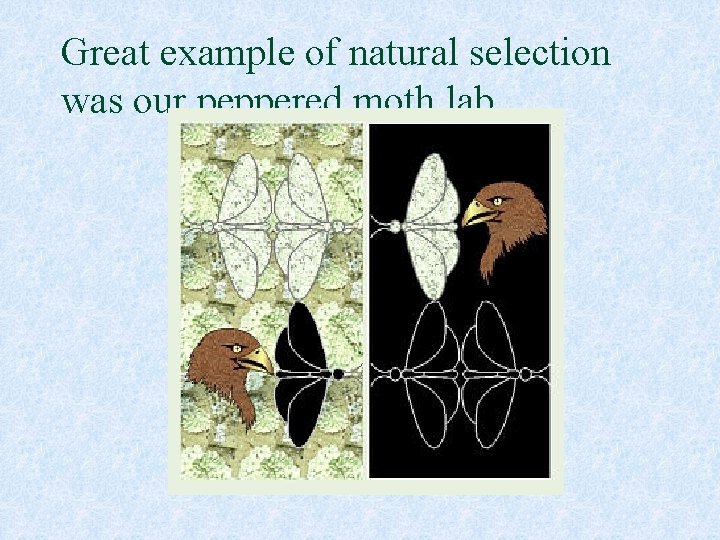 Great example of natural selection was our peppered moth lab 
