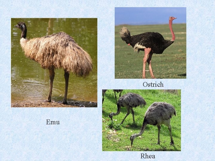 Ostrich Emu Rhea 