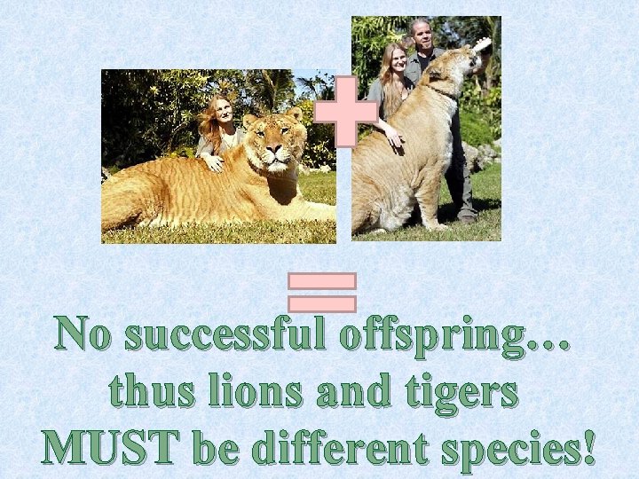 No successful offspring… thus lions and tigers MUST be different species! 