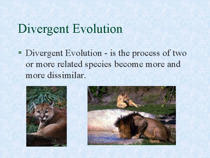 Divergent Evolution § Divergent Evolution - is the process of two or more related