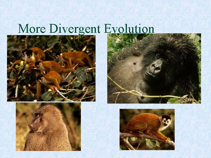 More Divergent Evolution 