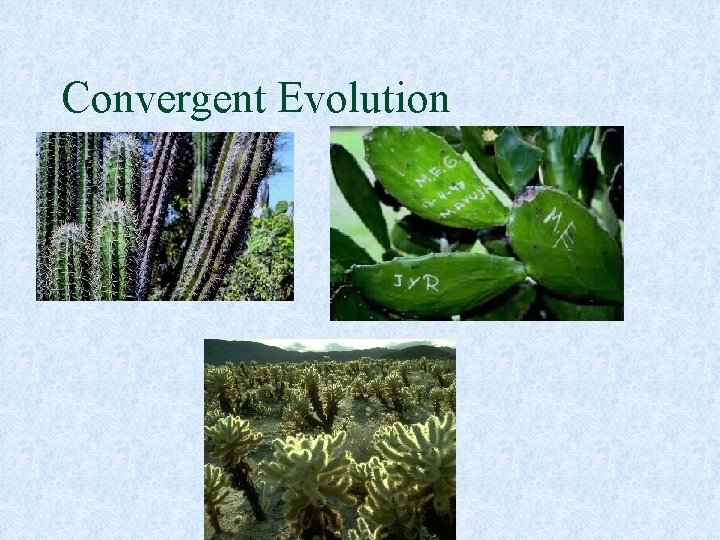 Convergent Evolution 