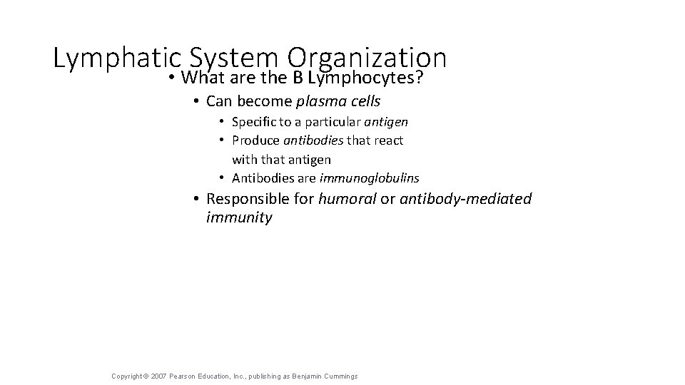 Lymphatic System Organization • What are the B Lymphocytes? • Can become plasma cells