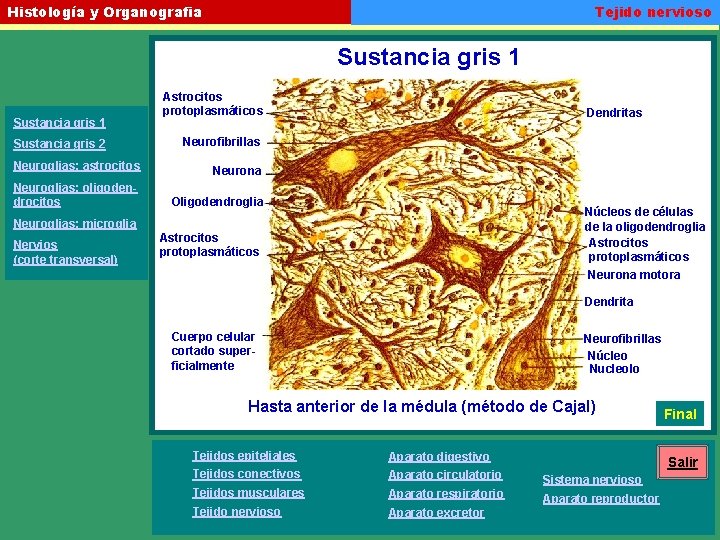 Tejido nervioso Histología y Organografia Sustancia gris 1 Sustancia gris 2 Astrocitos protoplasmáticos Dendritas