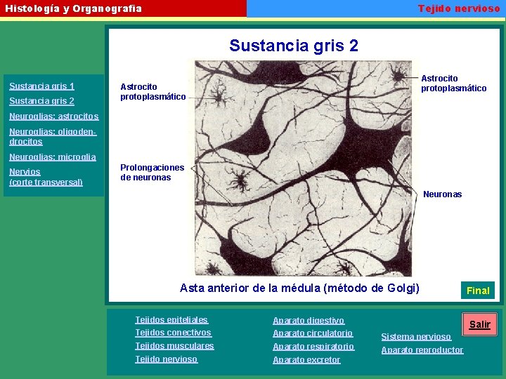 Tejido nervioso Histología y Organografia Sustancia gris 2 Sustancia gris 1 Sustancia gris 2