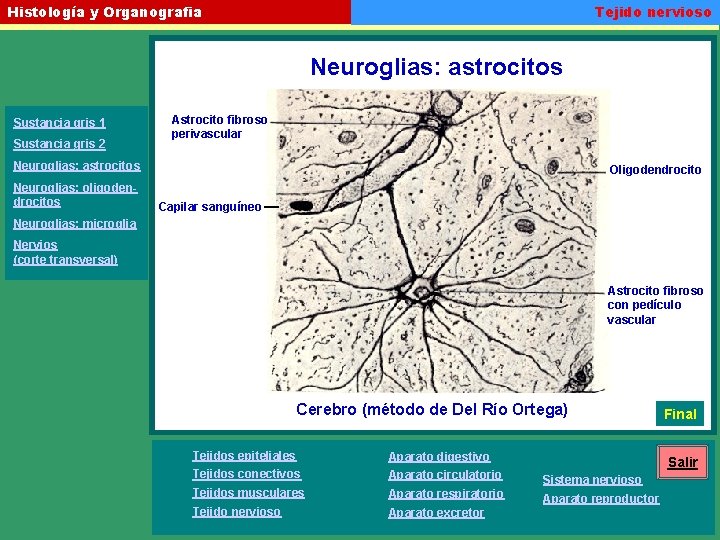 Tejido nervioso Histología y Organografia Neuroglias: astrocitos Sustancia gris 1 Sustancia gris 2 Astrocito