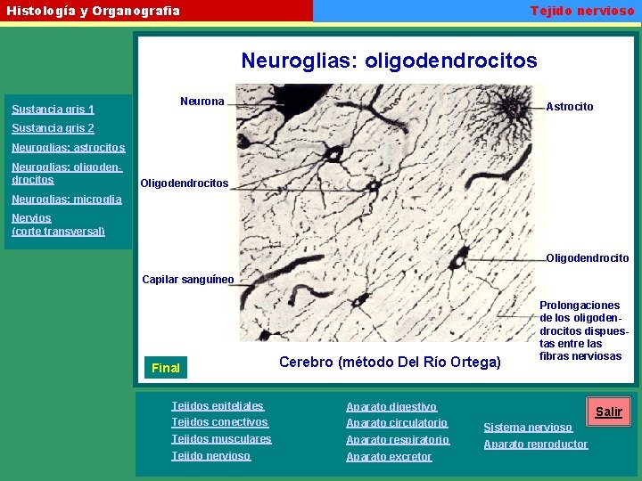 Tejido nervioso Histología y Organografia Neuroglias: oligodendrocitos Neurona Sustancia gris 1 Astrocito Sustancia gris