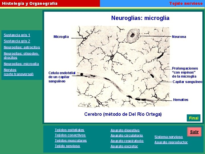 Tejido nervioso Histología y Organografia Neuroglias: microglia Sustancia gris 1 Microglia Neurona Sustancia gris