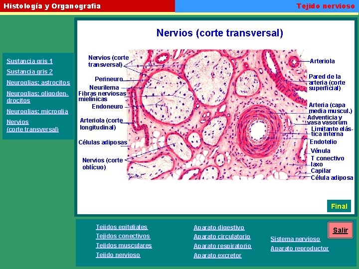 Tejido nervioso Histología y Organografia Nervios (corte transversal) Sustancia gris 1 Nervios (corte transversal)