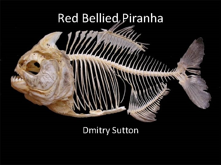 Red Bellied Piranha Dmitry Sutton 