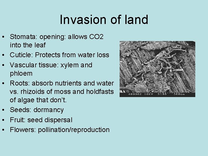 Invasion of land • Stomata: opening: allows CO 2 into the leaf • Cuticle: