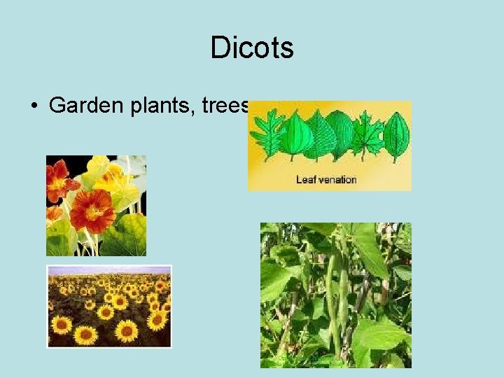 Dicots • Garden plants, trees, 