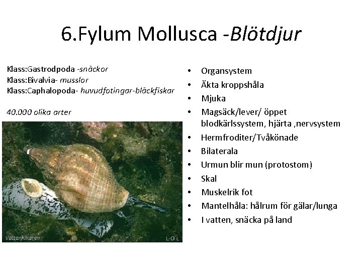 6. Fylum Mollusca Blötdjur Klass: Gastrodpoda snäckor Klass: Bivalvia musslor Klass: Caphalopoda huvudfotingar-bläckfiskar 40.