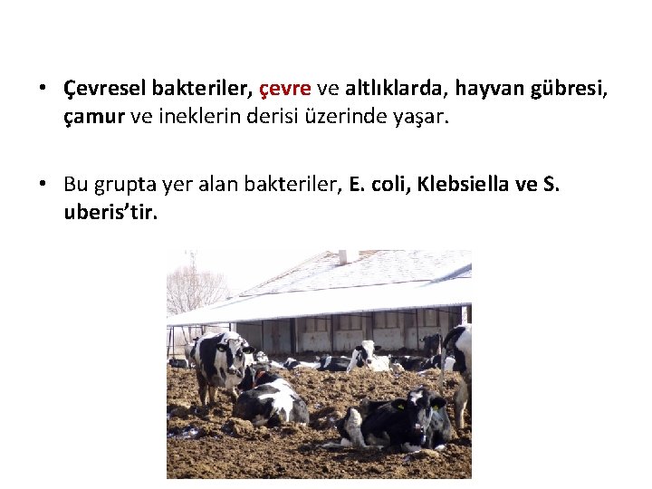  • Çevresel bakteriler, çevre ve altlıklarda, hayvan gübresi, çamur ve ineklerin derisi üzerinde