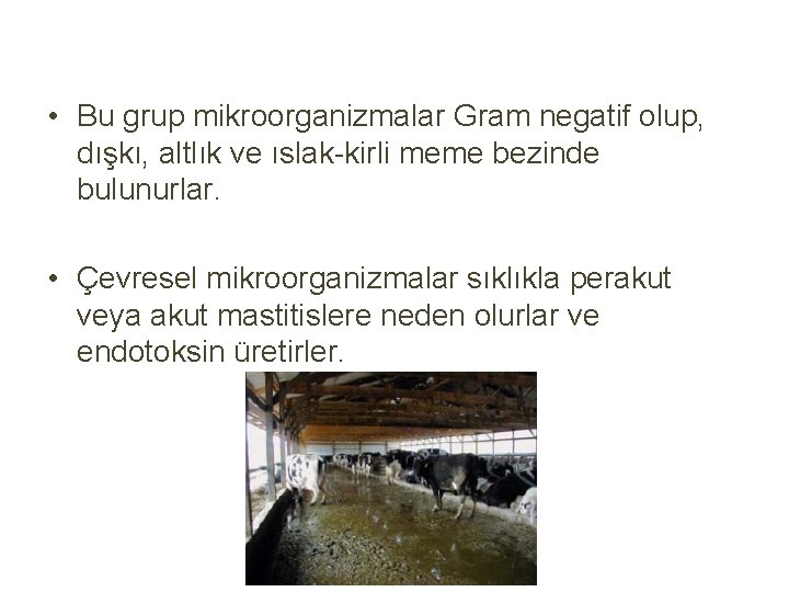  • Bu grup mikroorganizmalar Gram negatif olup, dışkı, altlık ve ıslak-kirli meme bezinde