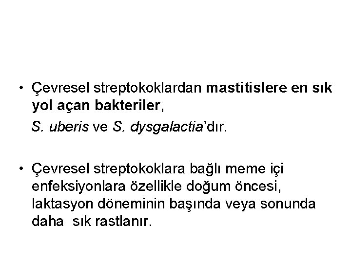  • Çevresel streptokoklardan mastitislere en sık yol açan bakteriler, S. uberis ve S.