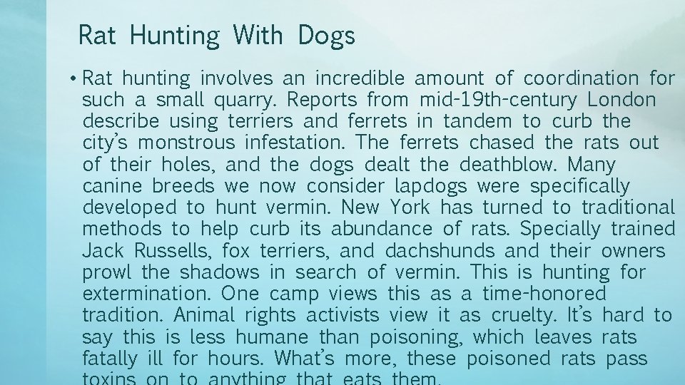 Rat Hunting With Dogs • Rat hunting involves an incredible amount of coordination for