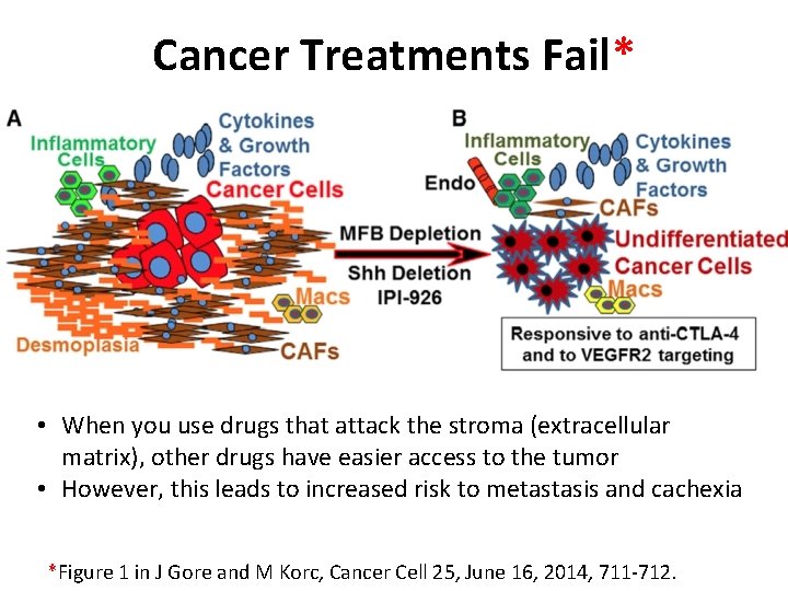 Cancer Treatments Fail* • When you use drugs that attack the stroma (extracellular matrix),
