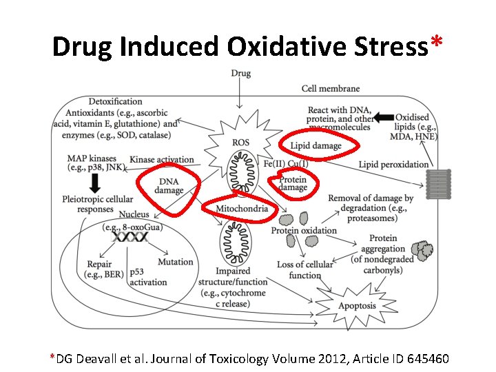 Drug Induced Oxidative Stress* *DG Deavall et al. Journal of Toxicology Volume 2012, Article