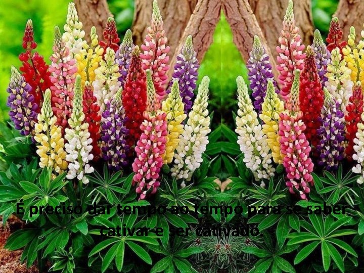 É preciso dar tempo ao tempo para se saber cativar e ser cativado. 