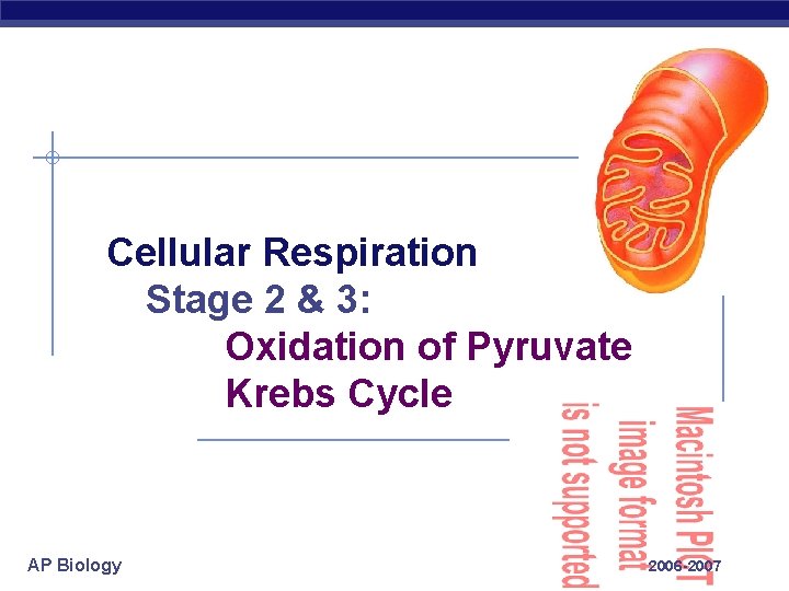 Cellular Respiration Stage 2 & 3: Oxidation of Pyruvate Krebs Cycle AP Biology 2006