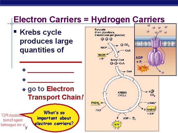Electron Carriers = Hydrogen Carriers H+ § Krebs cycle produces large quantities of ____________