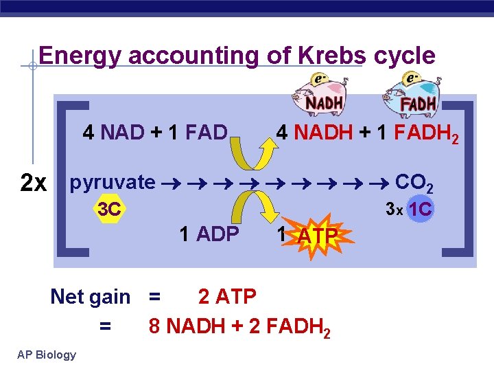 Energy accounting of Krebs cycle 4 NAD + 1 FAD 4 NADH + 1
