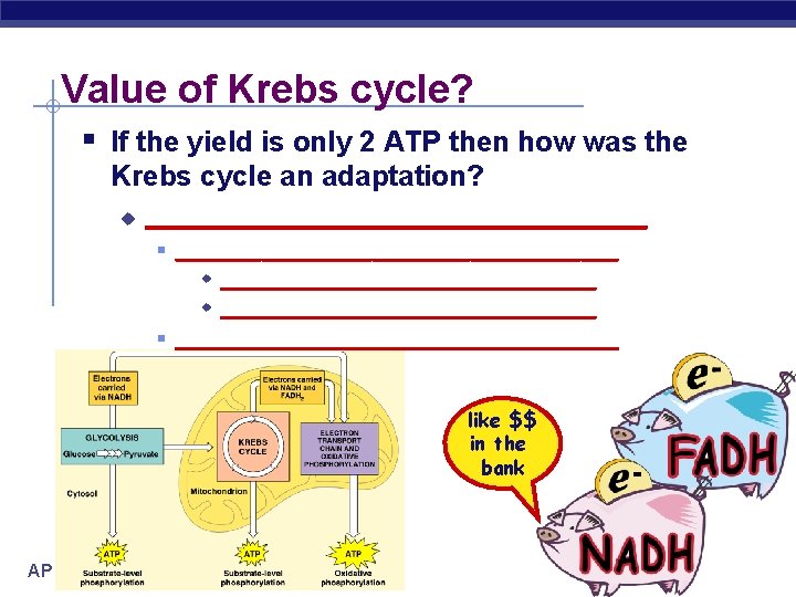 Value of Krebs cycle? § If the yield is only 2 ATP then how
