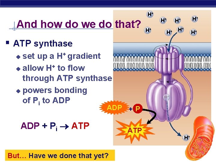 H+ And how do we do that? H+ H+ § ATP synthase set up