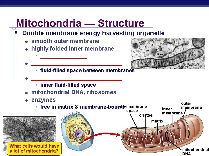 Mitochondria — Structure § Double membrane energy harvesting organelle u u smooth outer membrane
