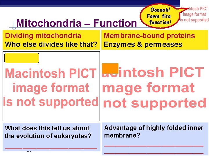 Mitochondria – Function Oooooh! Form fits function! Dividing mitochondria Membrane-bound proteins Who else divides