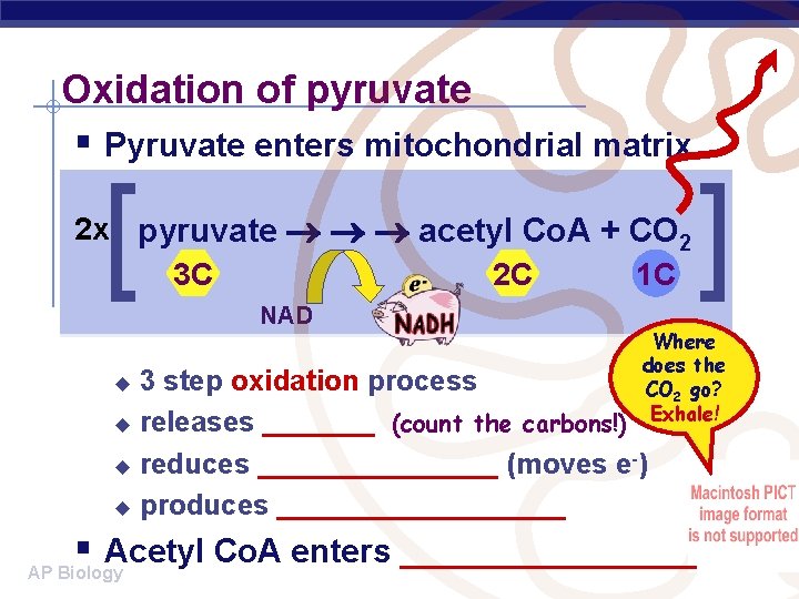 Oxidation of pyruvate § Pyruvate enters mitochondrial matrix [ 2 x pyruvate acetyl Co.