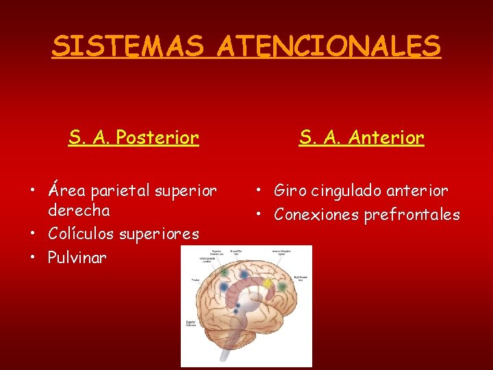 SISTEMAS ATENCIONALES S. A. Posterior • Área parietal superior derecha • Colículos superiores •