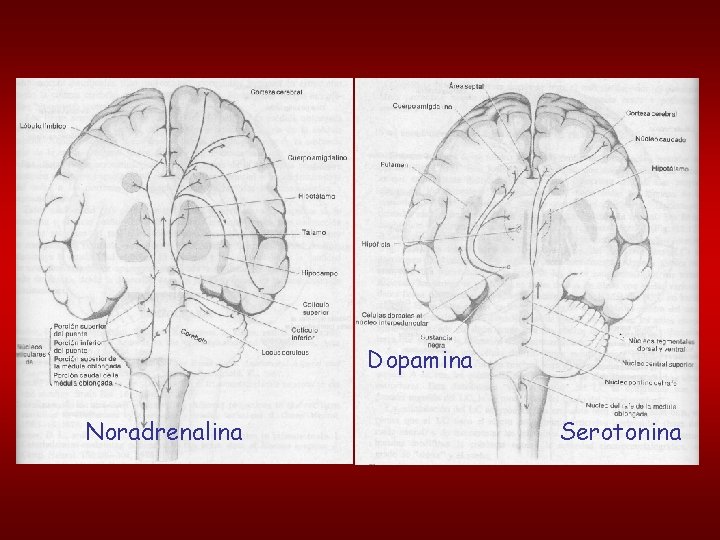 Dopamina Noradrenalina Serotonina 