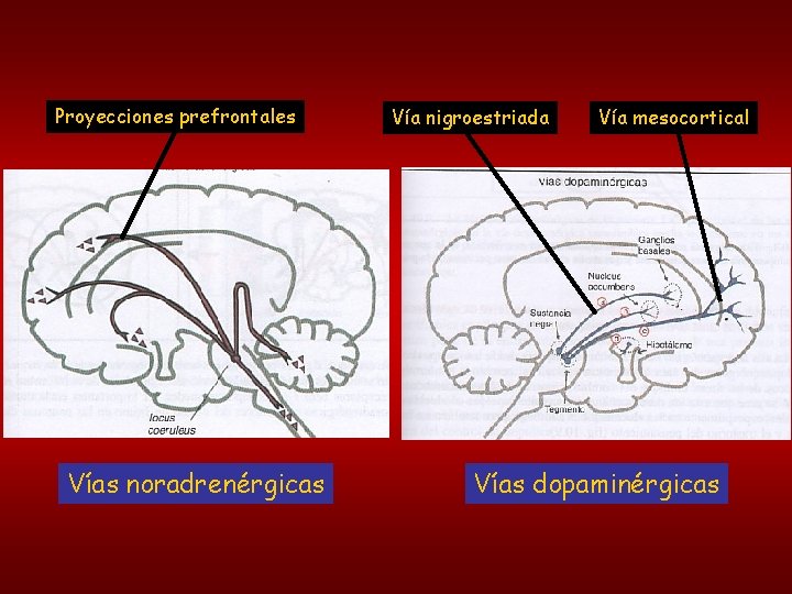 Proyecciones prefrontales Vías noradrenérgicas Vía nigroestriada Vía mesocortical Vías dopaminérgicas 