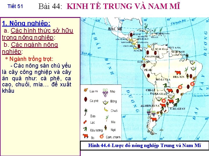 Tiết 51 Bài 44: KINH TẾ TRUNG VÀ NAM MĨ 1. Nông nghiệp: a.
