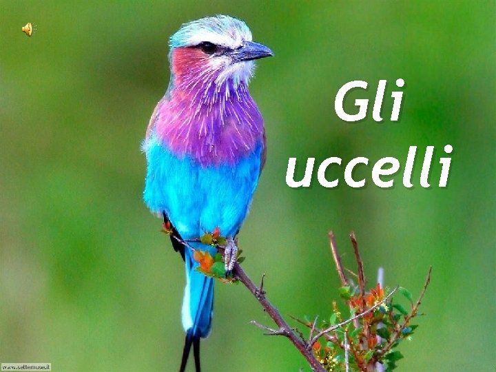 Gli uccelli 