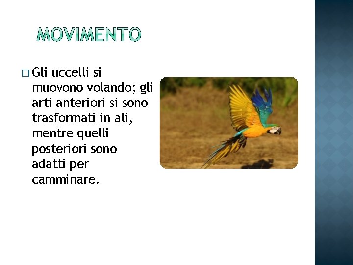 � Gli uccelli si muovono volando; gli arti anteriori si sono trasformati in ali,