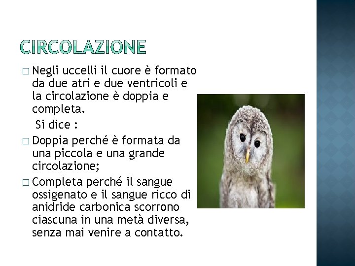 � Negli uccelli il cuore è formato da due atri e due ventricoli e