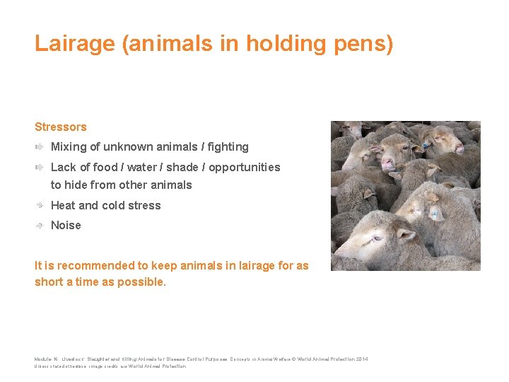 Lairage (animals in holding pens) Stressors Mixing of unknown animals / fighting Lack of