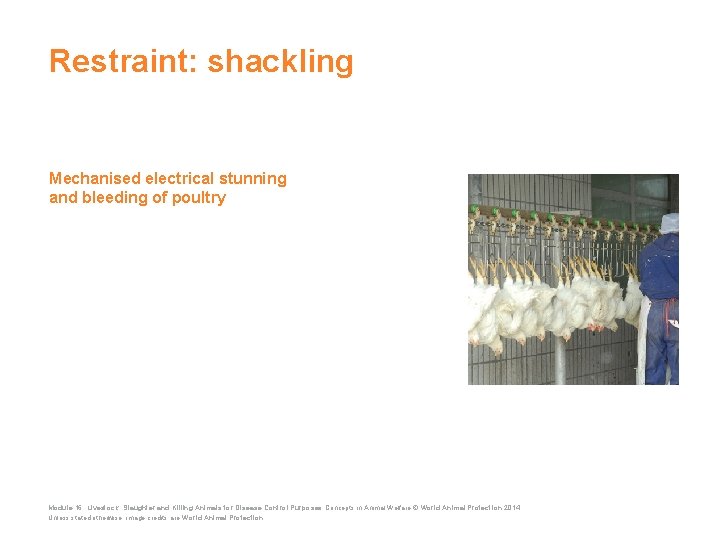 Restraint: shackling Mechanised electrical stunning and bleeding of poultry Module 16: Livestock: Slaughter and