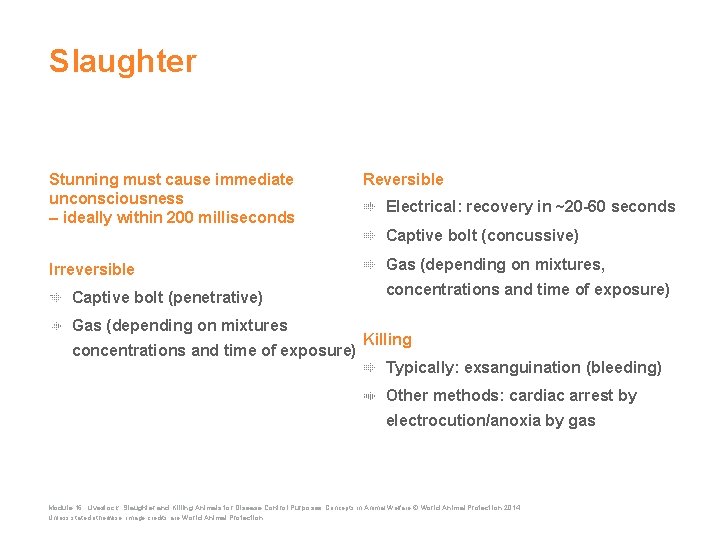 Slaughter Stunning must cause immediate unconsciousness – ideally within 200 milliseconds Reversible Electrical: recovery