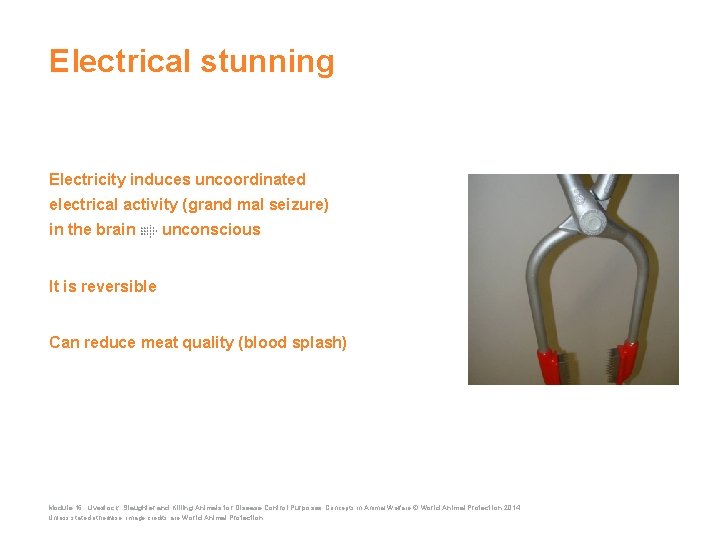 Electrical stunning Electricity induces uncoordinated electrical activity (grand mal seizure) in the brain unconscious