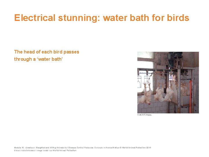 Electrical stunning: water bath for birds The head of each bird passes through a