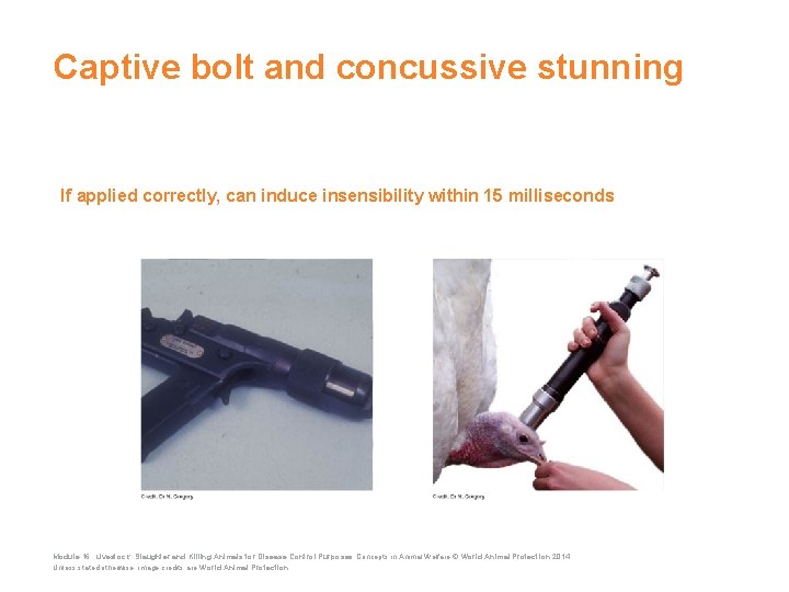 Captive bolt and concussive stunning If applied correctly, can induce insensibility within 15 milliseconds