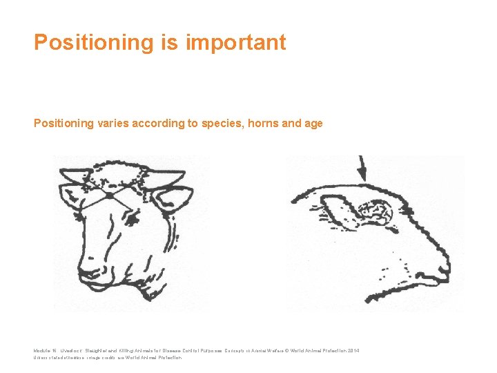 Positioning is important Positioning varies according to species, horns and age Module 16: Livestock: