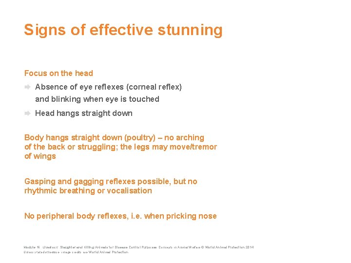 Signs of effective stunning Focus on the head Absence of eye reflexes (corneal reflex)