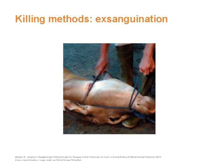 Killing methods: exsanguination Module 16: Livestock: Slaughter and Killing Animals for Disease Control Purposes